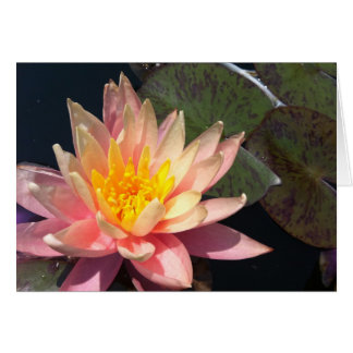 Pink & Peach Water Lily Cards