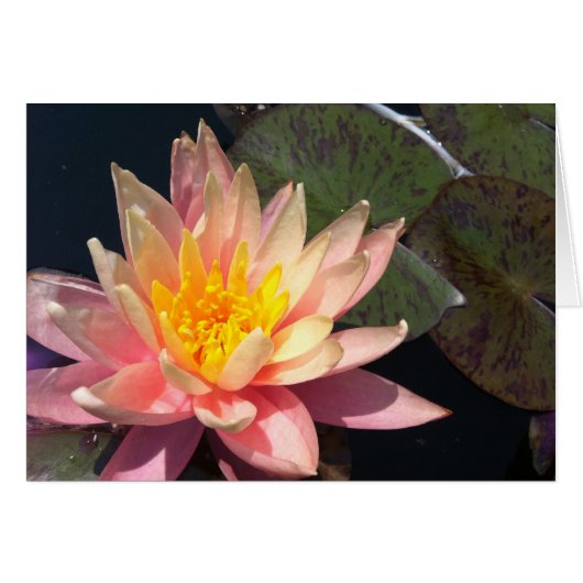 Pink & Peach Water Lily Cards (Front Horizontal)