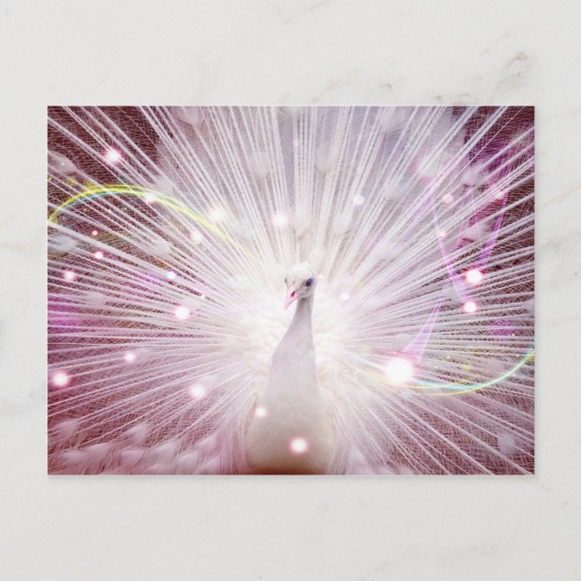 Pink Peacock Postcard (Front)