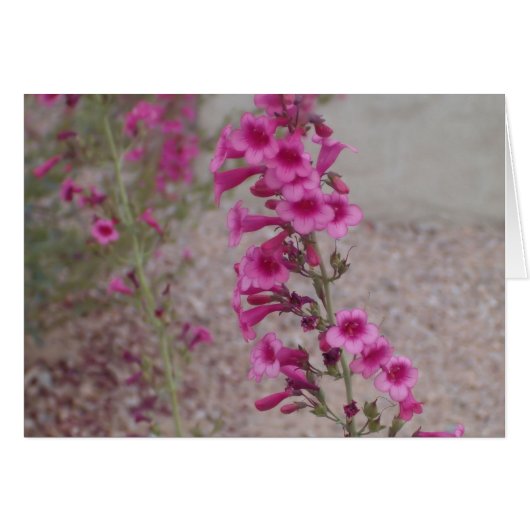 Pink Penstemons Cards (Front Horizontal)