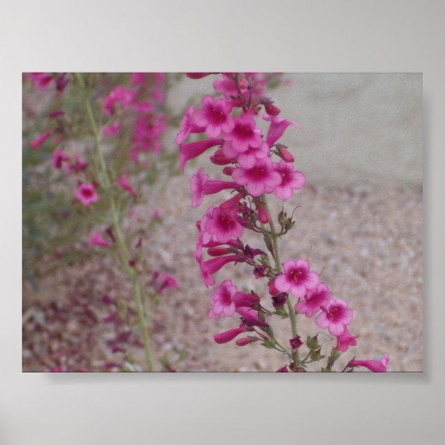 Pink Penstemons Poster (Front)
