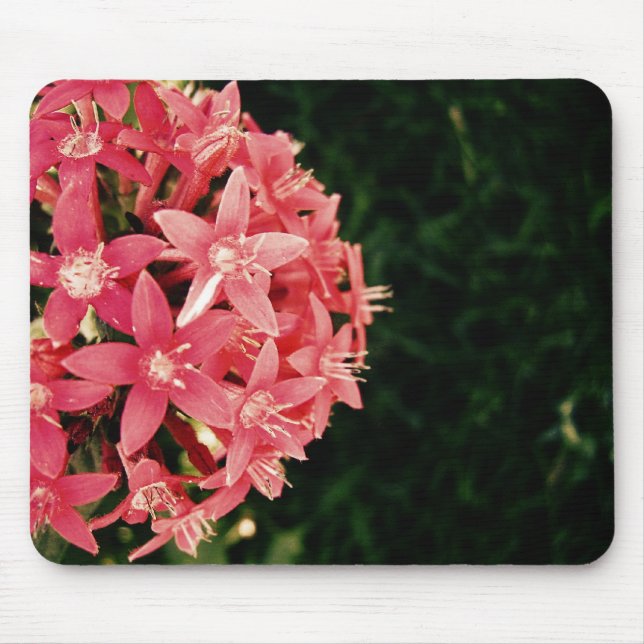 Pink pentas mouse pad (Front)