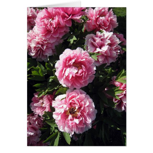 Pink Peonie Bunch Cards (Front)