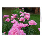 Pink Peonies (Front Horizontal)