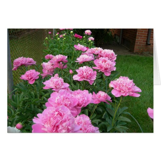 Pink Peonies Cards (Front Horizontal)