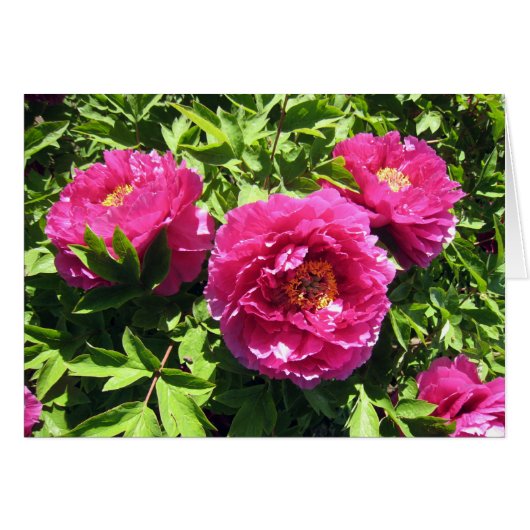 pink peonies cards (Front Horizontal)