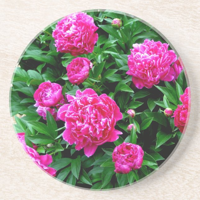 Pink Peonies Coaster (Front)