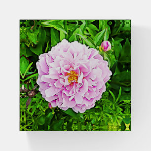Pink Peonies Floral Paperweight