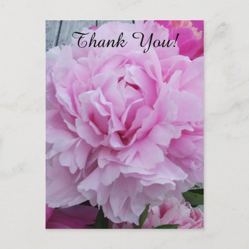 Pink Peonies Peony Thank You Postcard