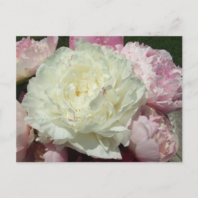 Pink Peonies / Pink Peony Postcard (Front)