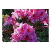Pink Peonies Postcard (Front Horizontal)