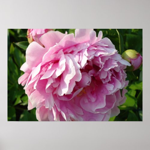 Pink Peonies Poster