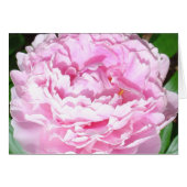 Pink Peony (Front Horizontal)
