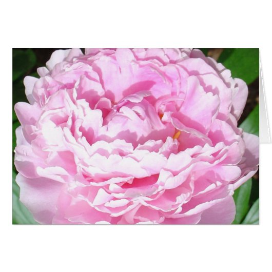 Pink Peony (Front Horizontal)