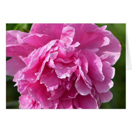 Pink Peony (Front Horizontal)