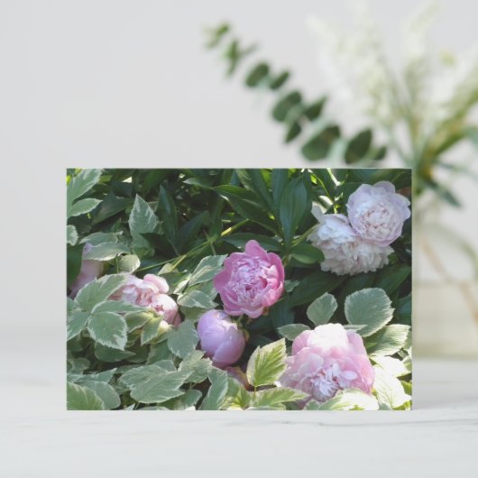 Pink Peony (Standing Front)