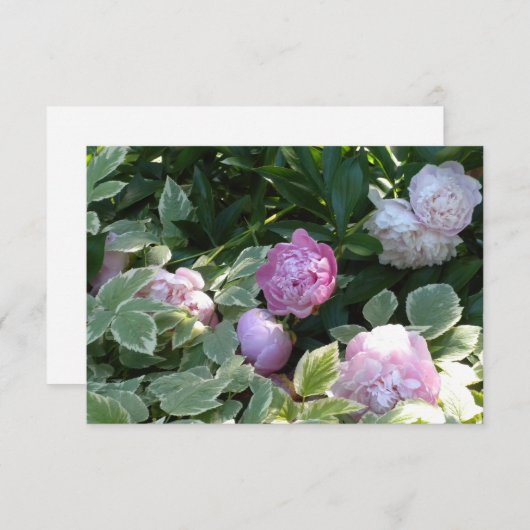 Pink Peony (Front/Back)