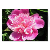 Pink Peony (Front Horizontal)