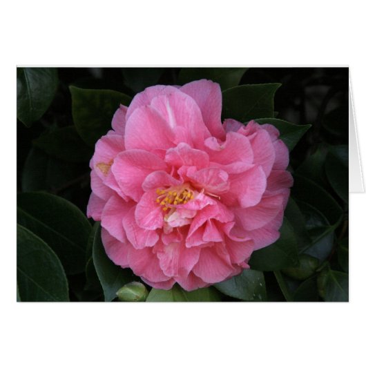 "Pink Peony # 1" Cards (Front Horizontal)