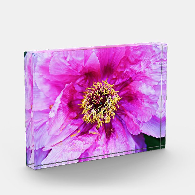 Pink Peony Acrylic Block (Left)
