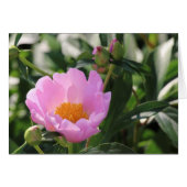 Pink Peony and buds (Front Horizontal)