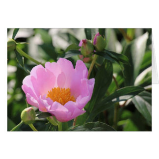 Pink Peony and buds Cards