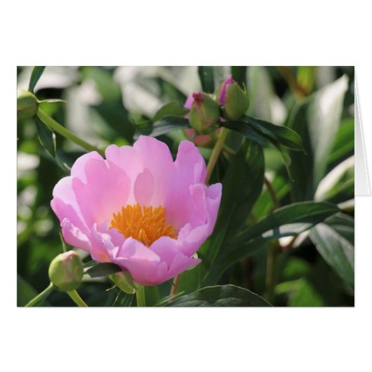 Pink Peony and buds Cards (Front Horizontal)