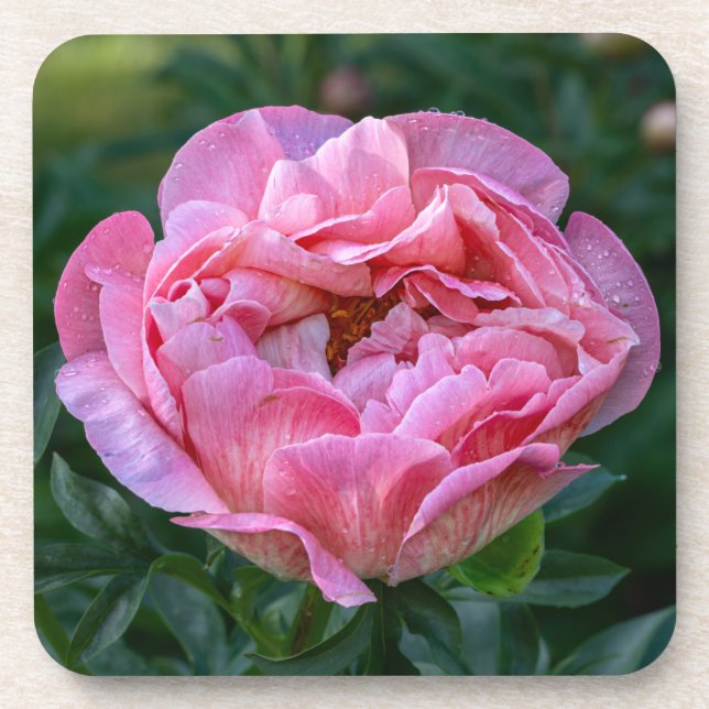 Pink Peony Beverage Coaster (Front)