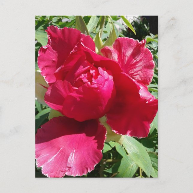 Pink Peony Bloom Postcard (Front)