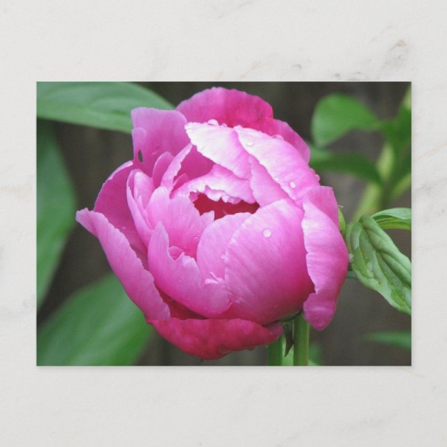 Pink Peony Bloom Postcard (Front)