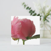 Pink Peony Blossom (Standing Front)