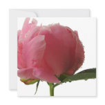 Pink Peony Blossom