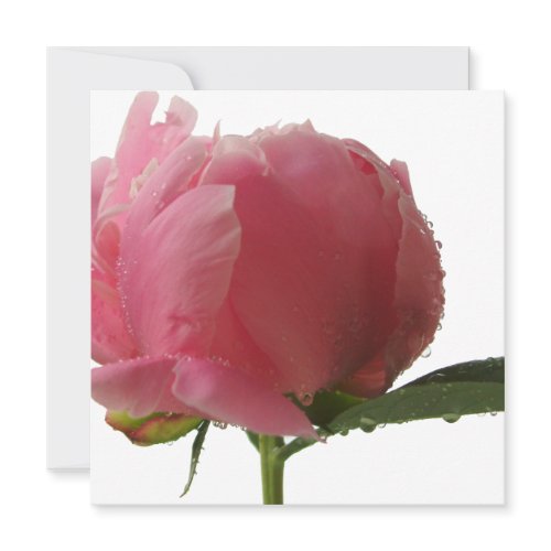 Pink Peony Blossom