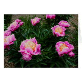 PINK PEONY CARD (Front Horizontal)