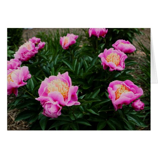 PINK PEONY CARD (Front Horizontal)