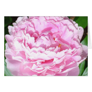 Pink Peony Cards