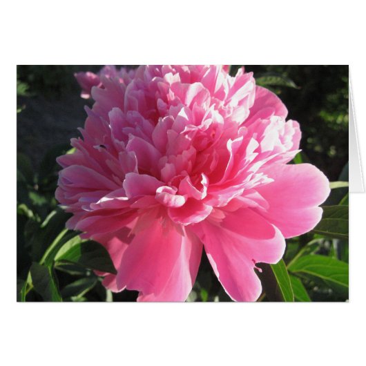 Pink Peony Cards (Front Horizontal)