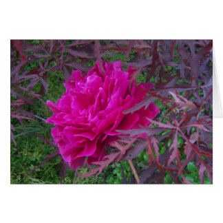 Pink peony cards