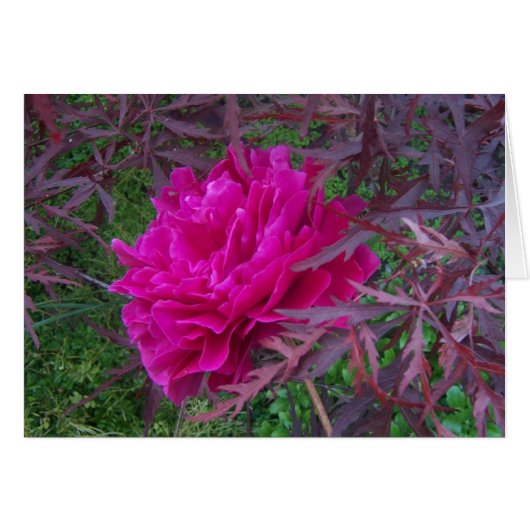 Pink peony cards (Front Horizontal)
