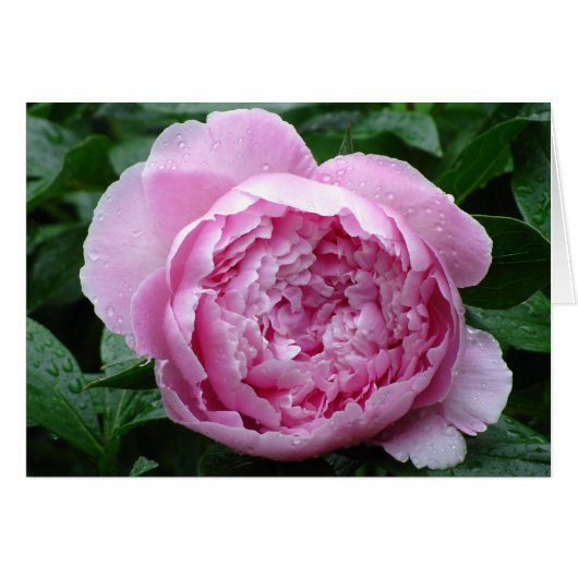 Pink Peony Cards (Front Horizontal)