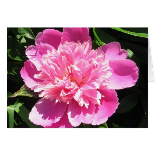 Pink Peony Cards (Front Horizontal)