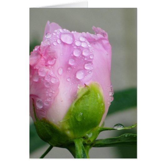Pink Peony Cards (Front)
