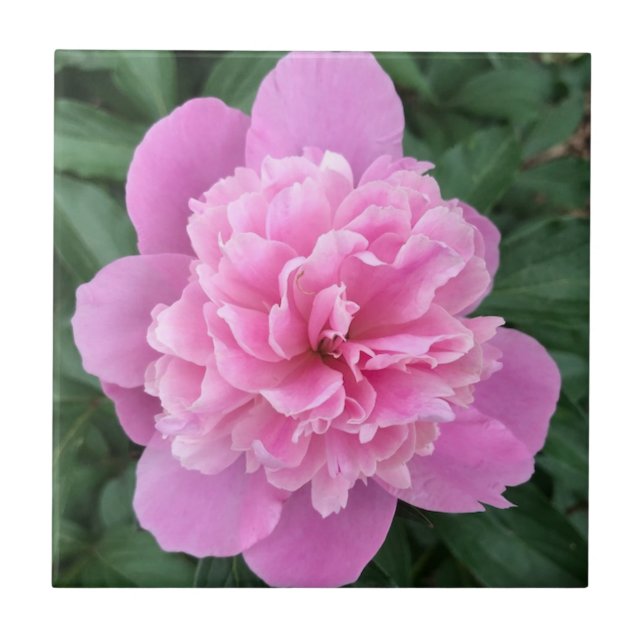 Pink Peony Ceramic Tile (Front)