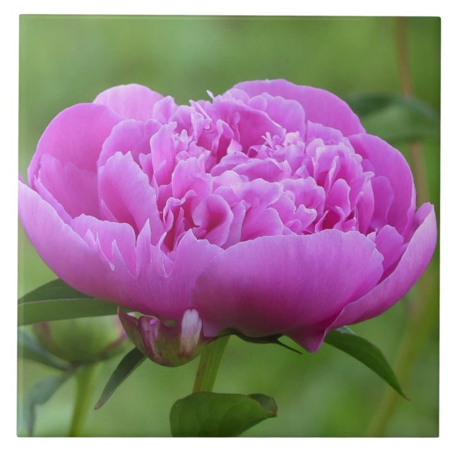Pink Peony Ceramic Tile (Front)