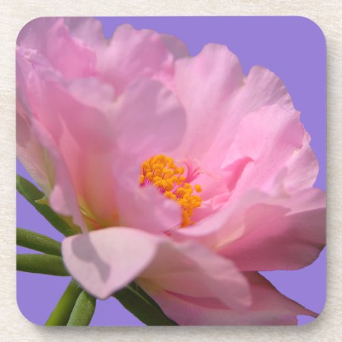 Pink Peony Coasters