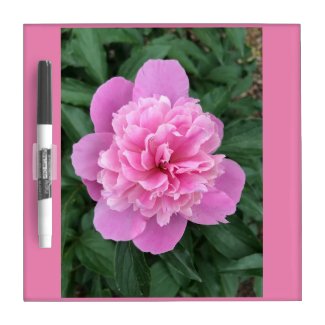 Pink Peony