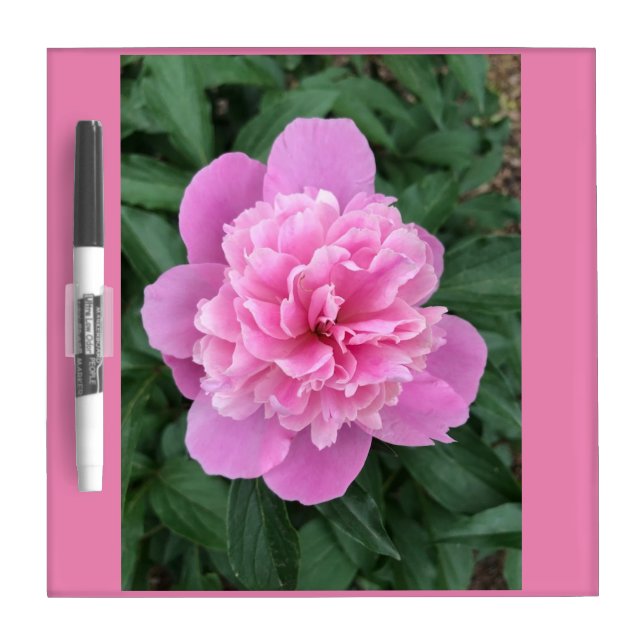 Pink Peony Dry Erase Board (Front)