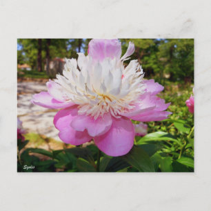 Pink Peony Easter Postcard