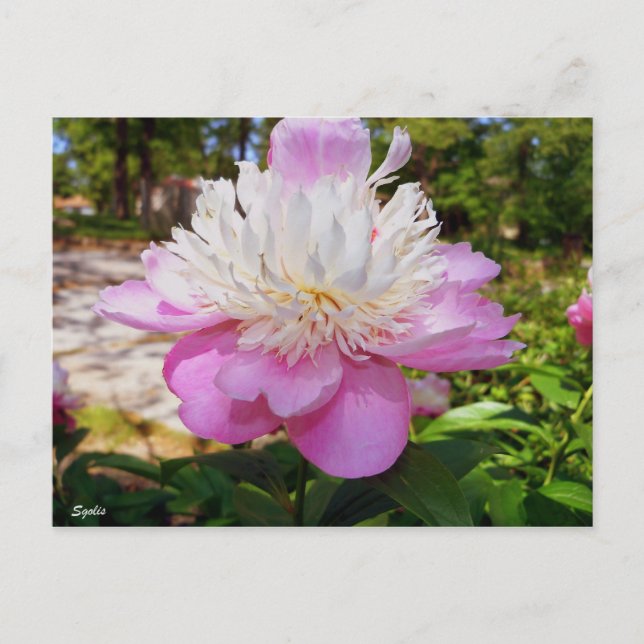 Pink Peony Easter Postcard (Front)