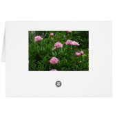 Pink Peony Flower Blank Card (Back Horizontal)
